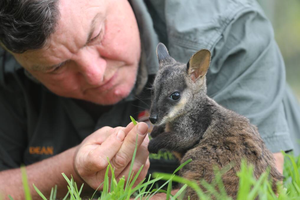 Orphaned brush-tailed rock wallaby Rocket with his surrogate dad, Aussie Ark operations manager, Dean Reid. Picture supplied
