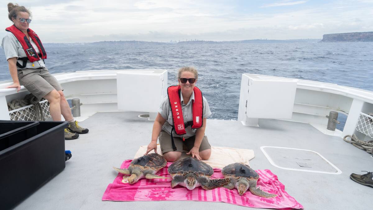 Three endangered green turtles ready for release by Taronga. Photo: supplied