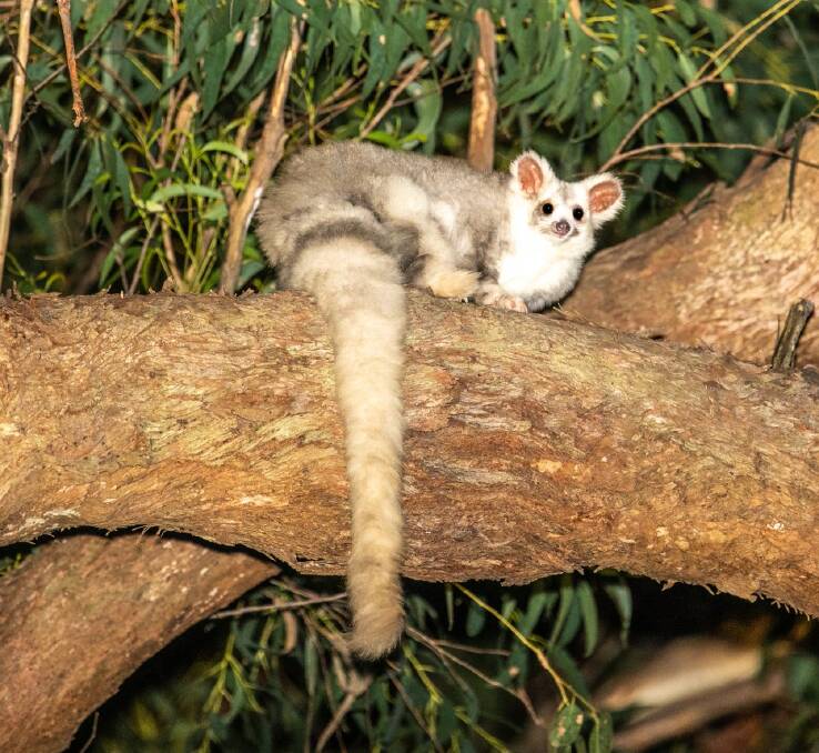 A greater glider at Gloucester Tops. The species is listed as vulnerable under the Commonwealth Environment Protection and Biodiversity Conservation Act. Photo supplied