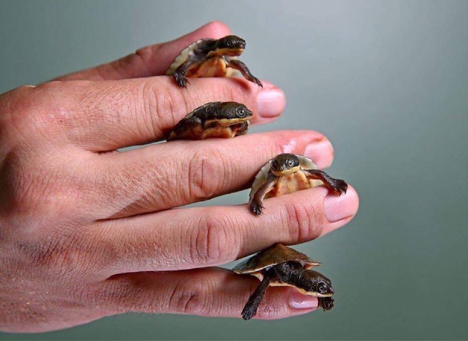 Manning River helmeted turtle hatchlings at the Aussie Ark/Australian Reptile Park insurance population facility. Photo: Aussie Ark