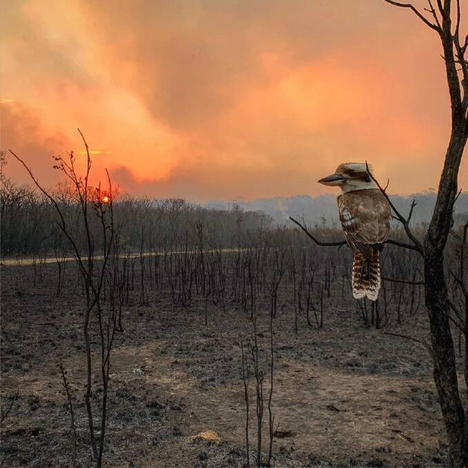 Kookaburra surveying the burnt landscape at Wallabi Point, NSW. Photo courtesy Adam Stevenson