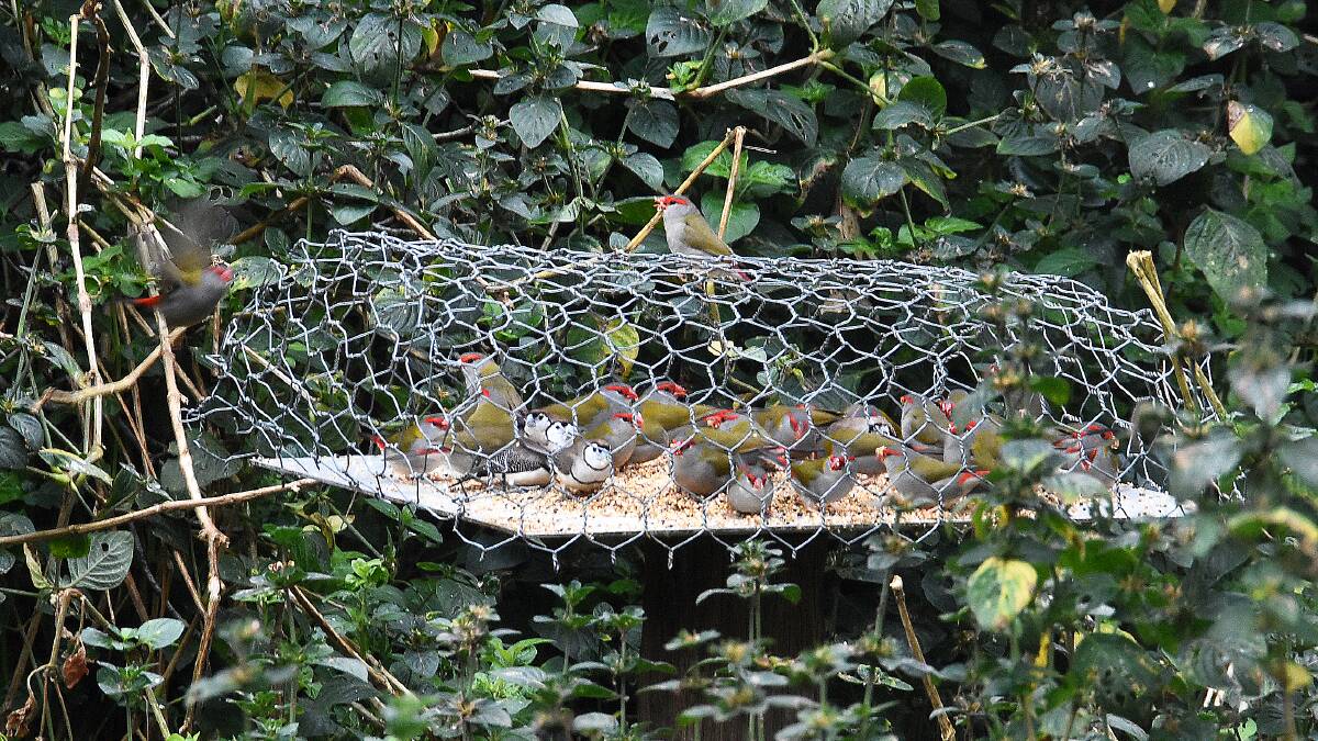 Finches feeding at their own specially created feeding station. Photo: Scott Calvin