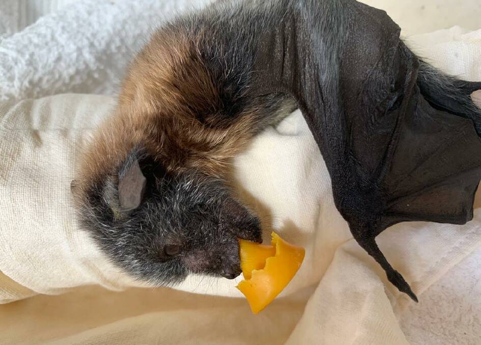 Margaret, an abandoned grey-headed flying fox pup found at Wingham, sucking on a pacifier. Photo by Rob Hoskinson