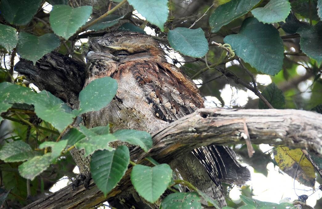 Helen's special friends: a breeding pair of tawny frogmouths frequent the same tree every year. Photo: Scott Calvin