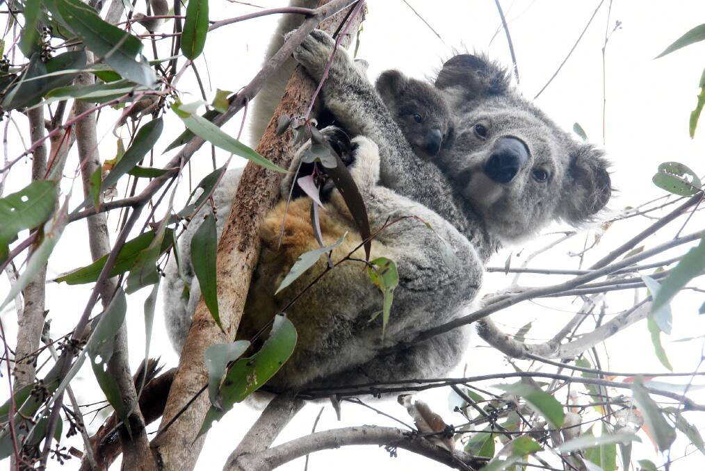 A mother koala and her joey peer down from a tree near the driveway. Photo: Scott Calvin