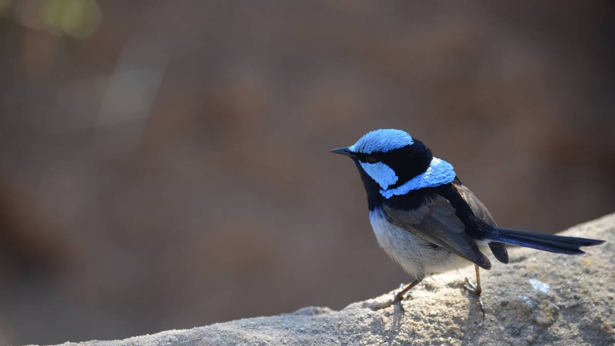 Superb blue fairy wrens were one of the species used in the research. Photo Pixabay