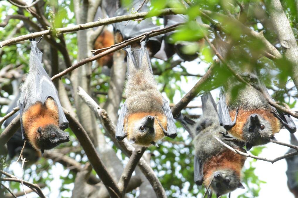 "No vacancy" for flying foxes at Brush camp