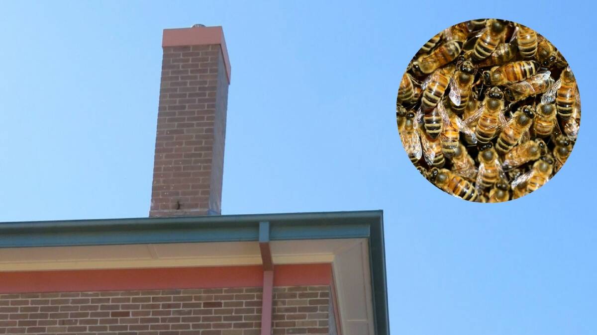 No photo was taken at the time of the swarm. The small vent seen at the base of the chimney was covered with a 'black circle' of 30cm diamater with bees trying to get into their queen. Photos: chimney Wingham Brush PS, bees Pixabay