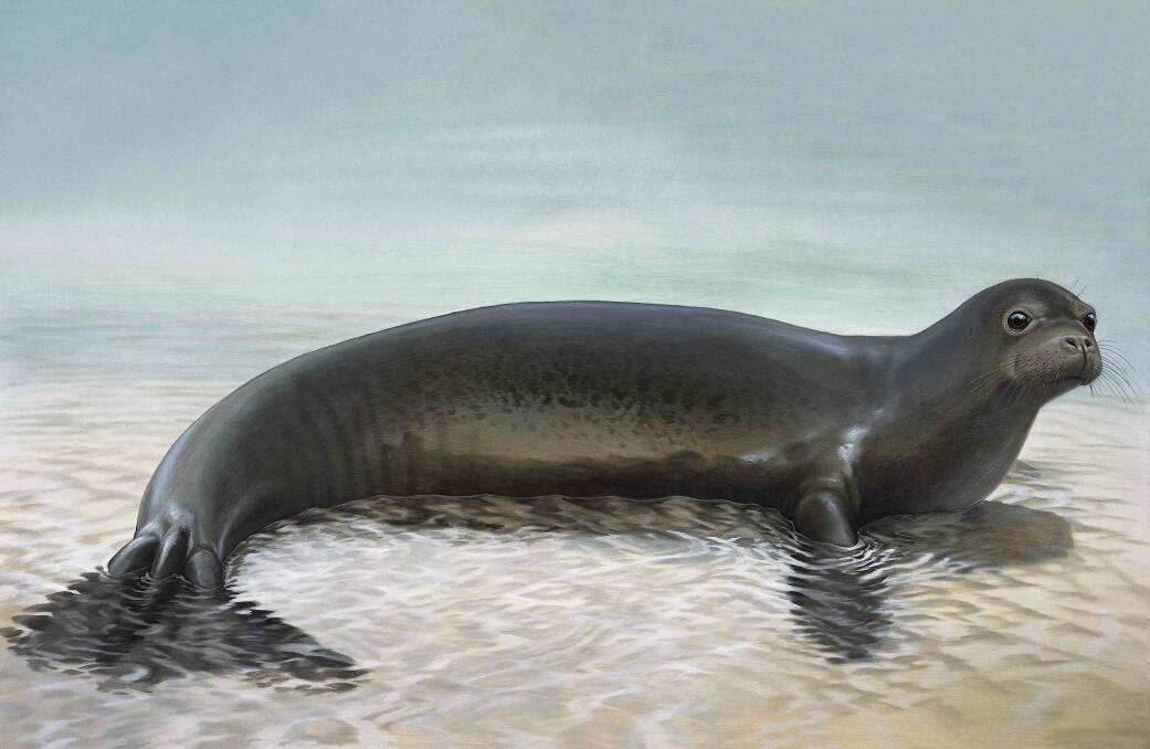 Peter Schouten AM's original painting of a Caribbean monk seal will be part of the exhibition at Manning Regional Art Gallery. Picture supplied