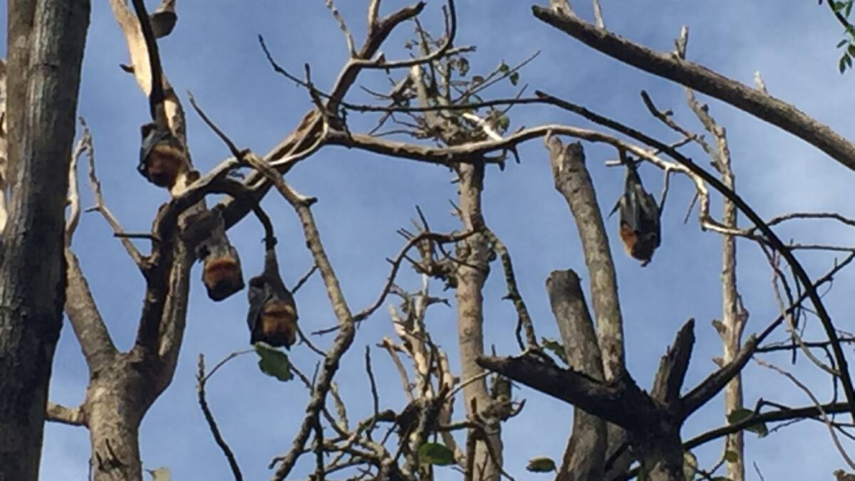 Dire: The flying fox population is severely reduced and has barely any canopy to shelter under. Photo: Julia Driscoll