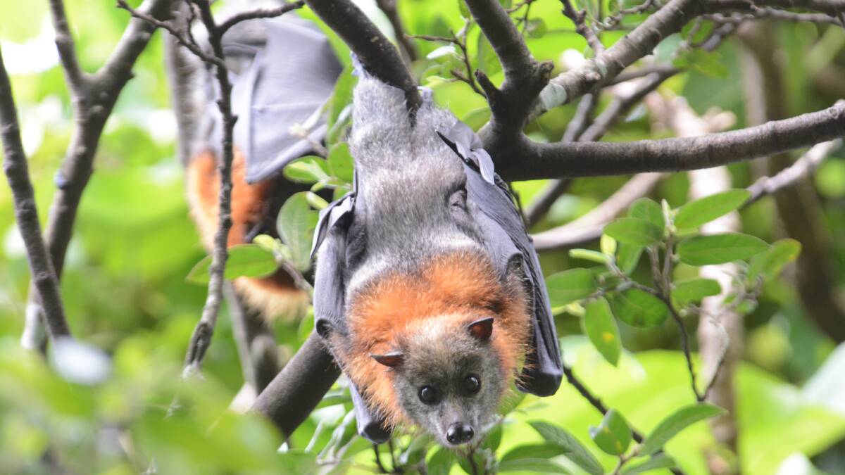 Grey-headed flying foxes roosting in Wingham Brush. Funding might not be applicable for the Brush as it is managed by the National Parks and Wildlife Service, not council.