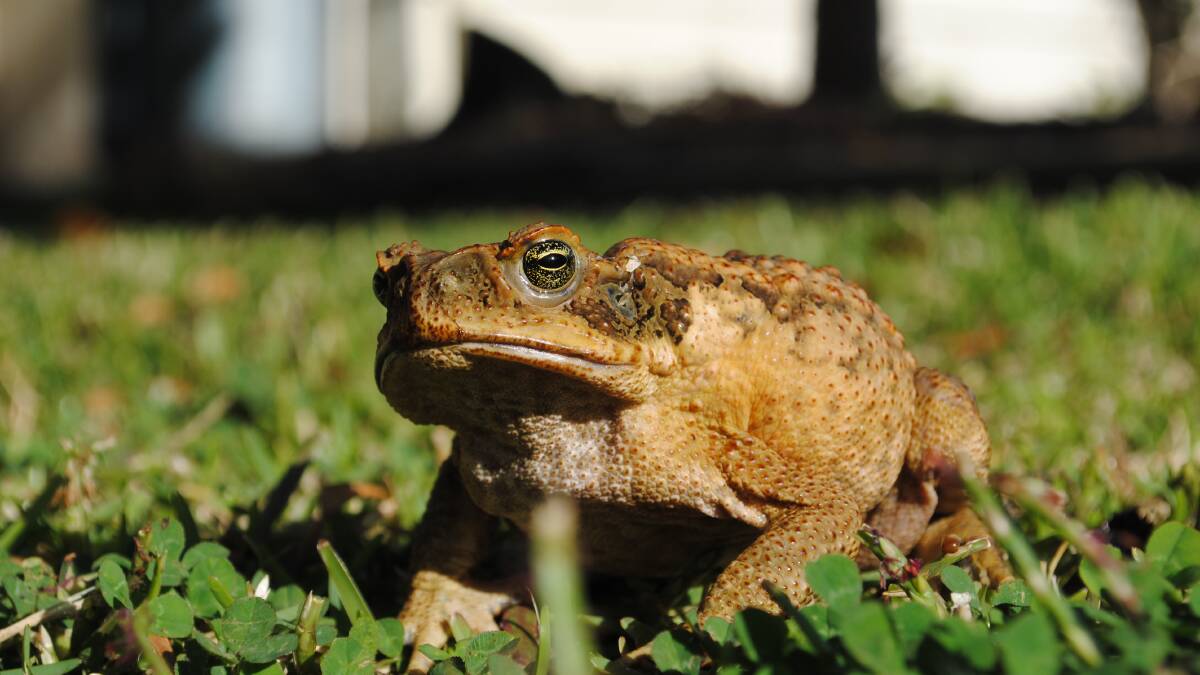 Cane toads are regarded as one of Australia's most damaging invasive species. Poison in the glands on the toads' neck and back is toxic to pets and most native predators. Photo supplied