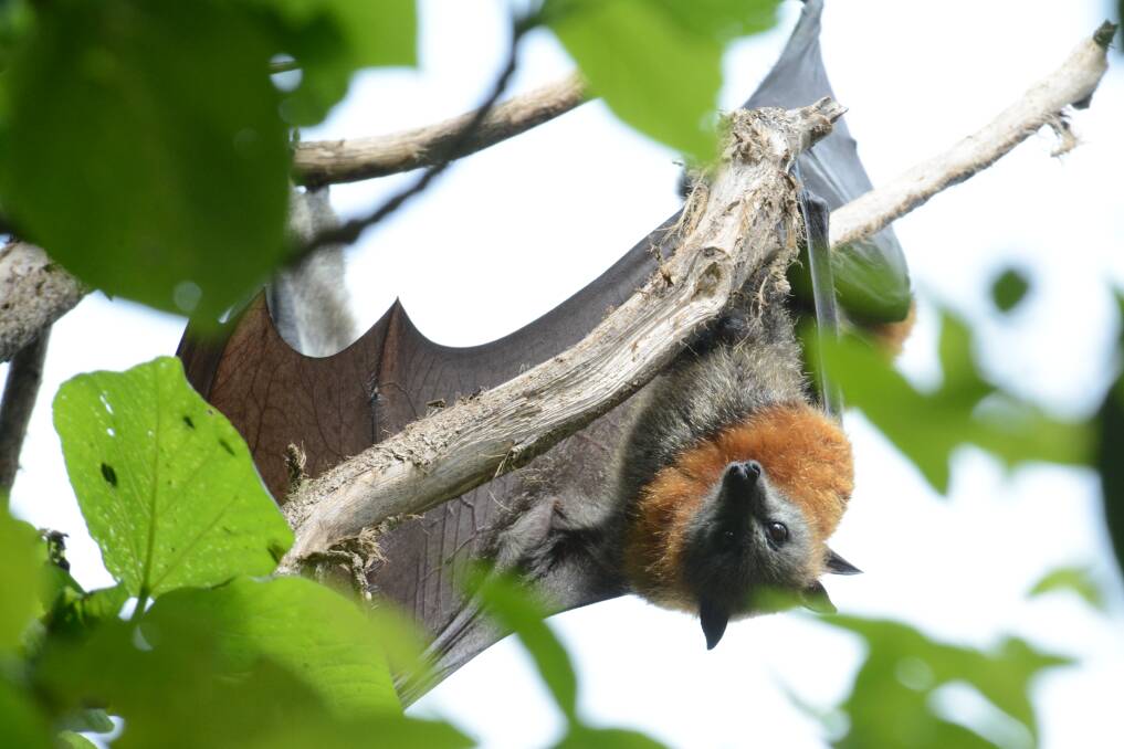 Grey-headed flying fox at the Wingham Brush camp. 