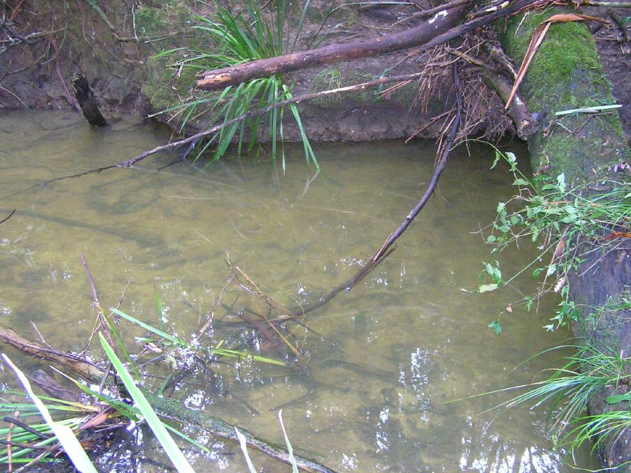 A 'quicksand' trap in Cowarra Dam Creek in the Hastings River catchment courtesy of sticky yellow clay inputs from dam construction a short distance upstream. At this point the creek was once two metres deep and laden with spiny crayfish.