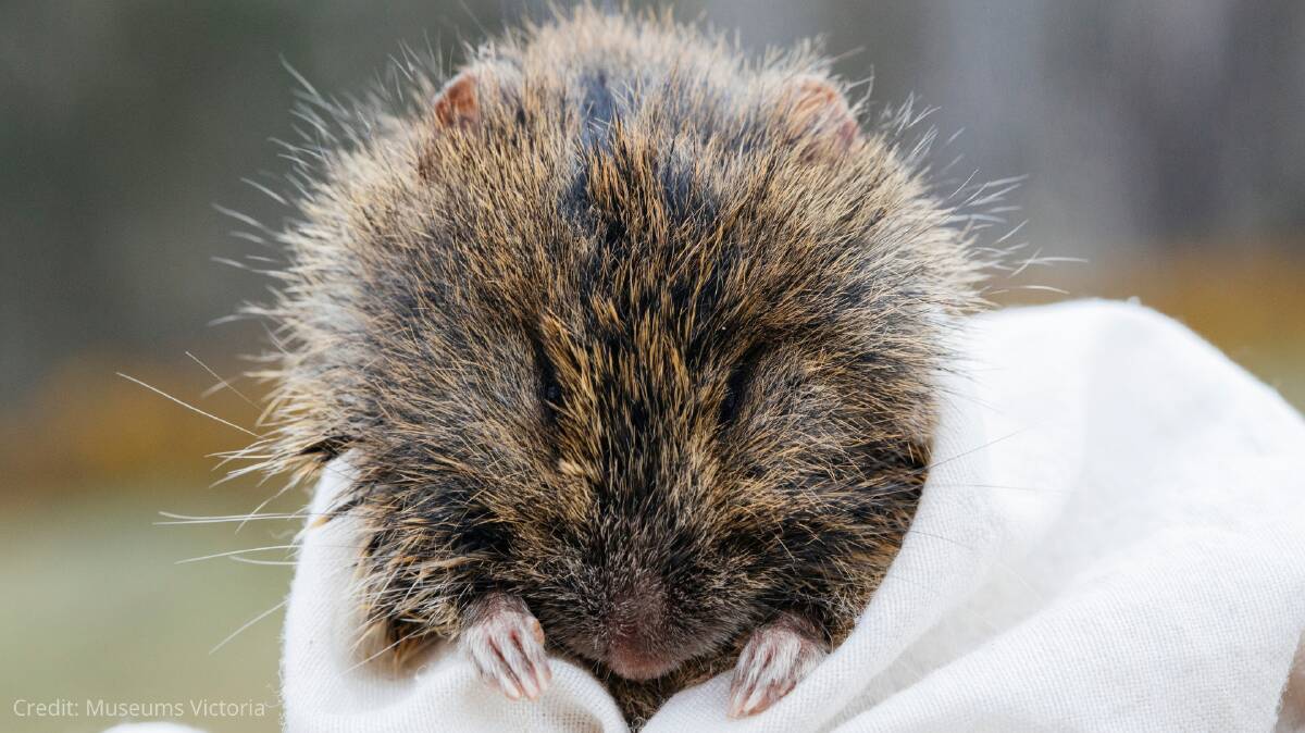 A broad-toothed rat, or Tooarrana, is native to the Barrington Tops. Photo credit Museums Victoria