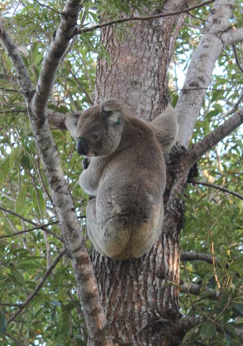 A koala sighting in our neighbour's backyard. Photo Pam Muxlow