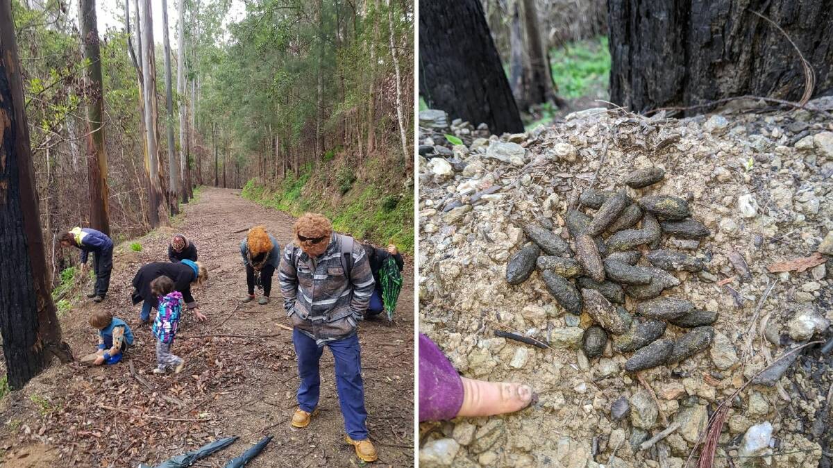 Evidence: Spotting koala scat on the ground is easier than finding koalas in the trees. Photo: supplied