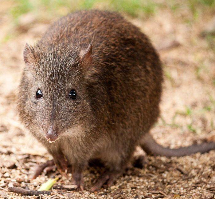 Long-nosed potoroo. Photo supplied by Aussie Ark
