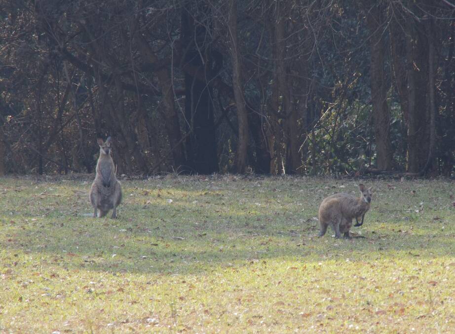 Wallabies feeding on what grass is left on the side of Bobin Creek Road. Photo: Julia Driscoll