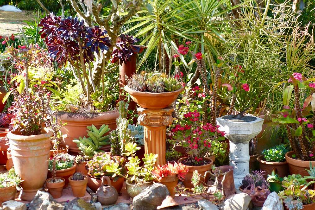 Georges quirky potted succulent collection combines colour and interest through flowers and foliage. Photos by George Hoad