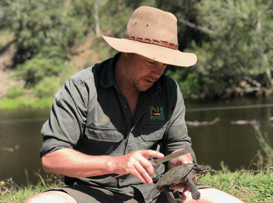Tim Faulkner in the field with a Manning River helmeted turtle. Photo courtesy Tim Faulkner