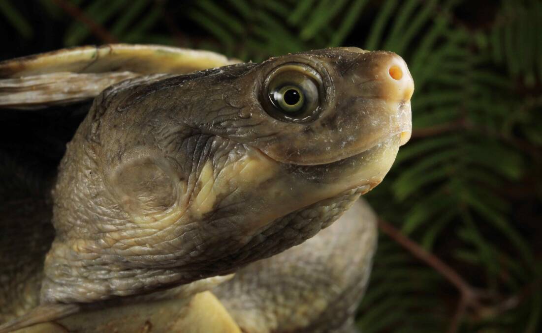 Hunter River turtle photo provided by Aussie Ark
