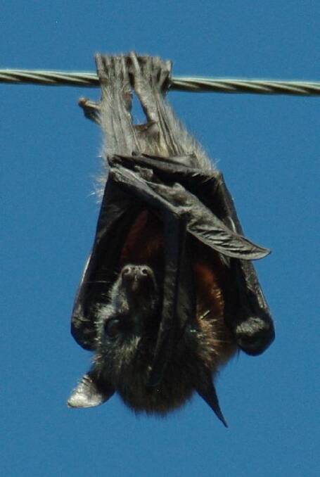 The baby grey-headed flying fox had been hanging on for three days. Photo supplied