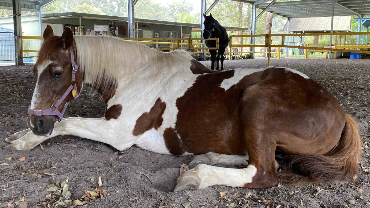 Time for a nap: 22-year-old Comanche likes to rest during free time in the arena. Black Beauty looks on. Photo: Julia Driscoll