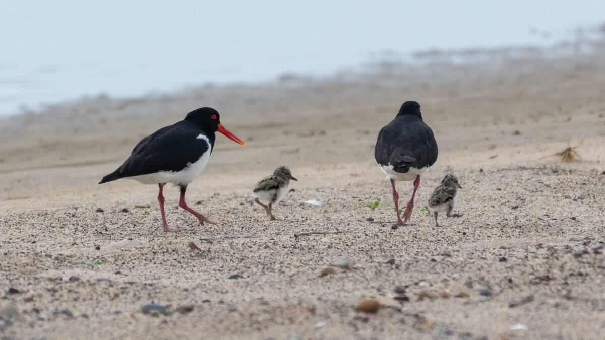 Pied oyster-catchers and their chicks. Picture MidCoast Council