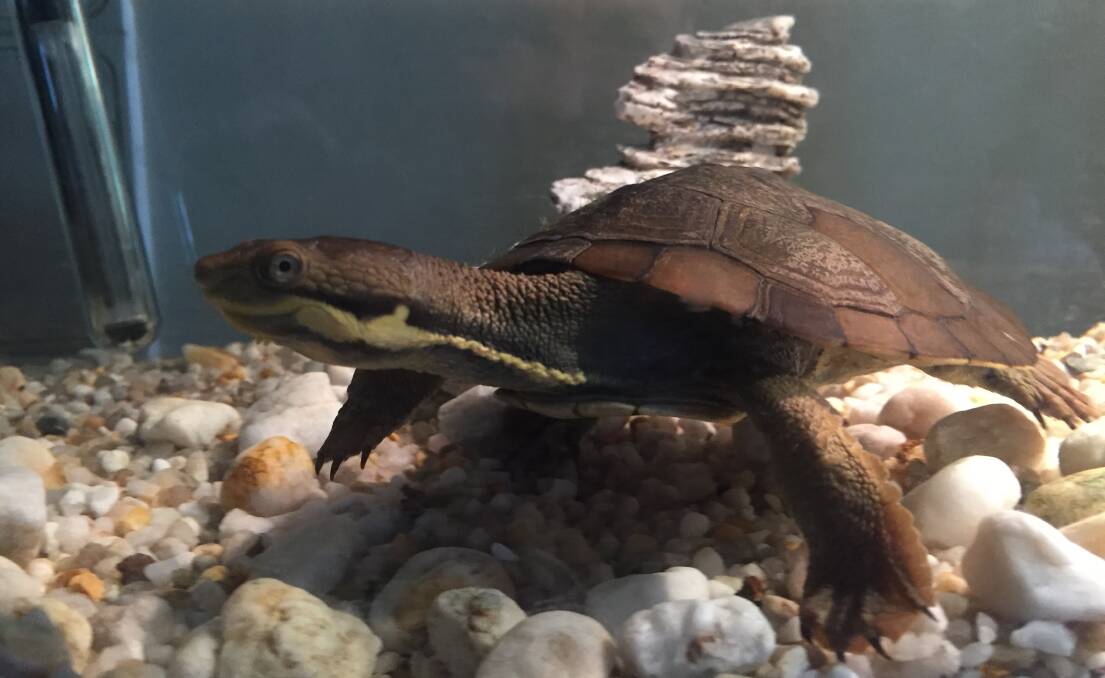 The missing parts of top of the shell are a sign the turtle is returning to good health. Shedding their 'scutes' is a normal part of their development when their shell is healthy underneath the scutes. Photo: Julia Driscoll