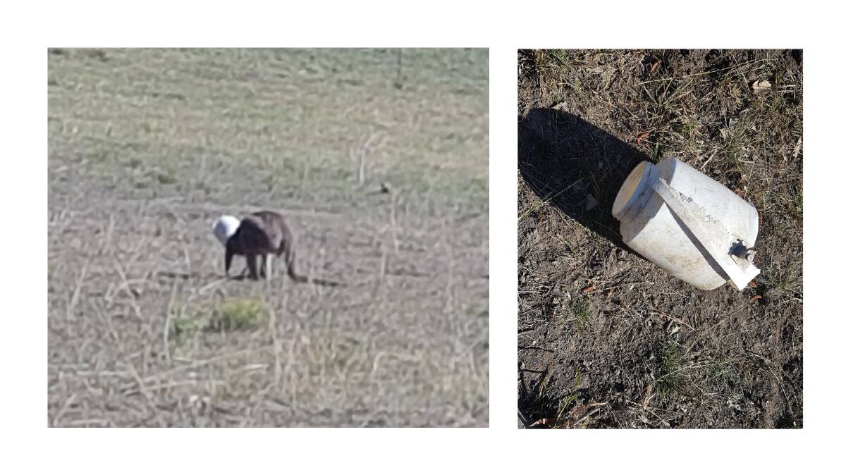 The kangaroo with a two litre water container stuck on its head, and the offending bucket, removed. Photos supplied