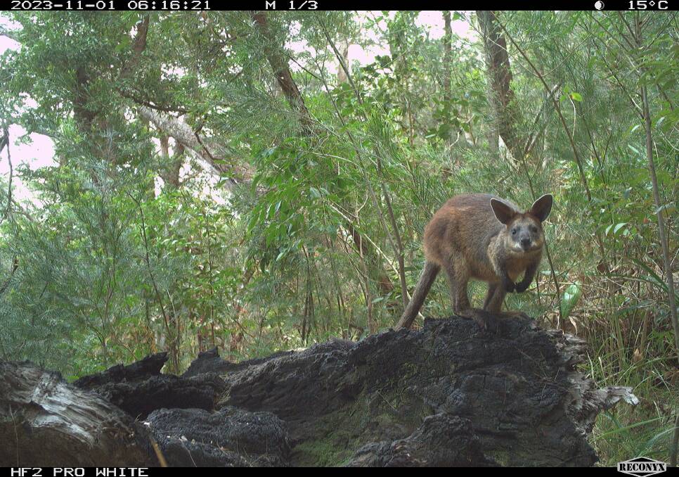 A wallaby captured by camera monitoring at a watering site. Picture supplied.