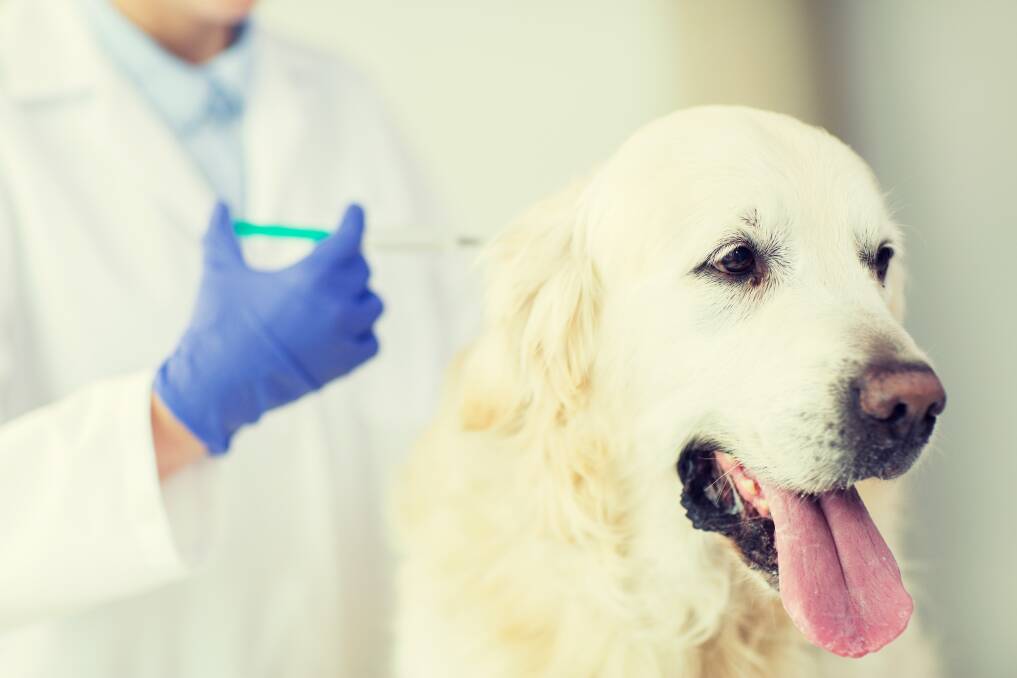 Dogs should be vaccinated against parvovirus as puppies, and have regular boosters every three years to keep them safe. Picture Shutterstock.