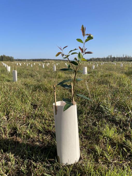 More than 23,000 koala food and habitat trees have been planted so far. Picture supplied