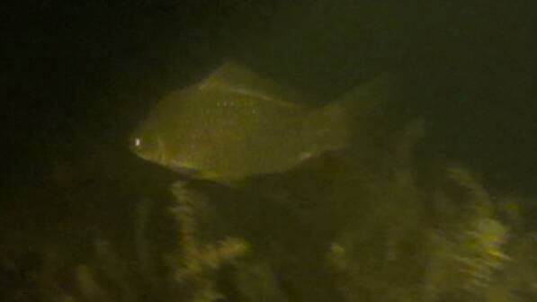 Goldfish in the Manning River at night. Photo supplied by Dr Keith Bishop.