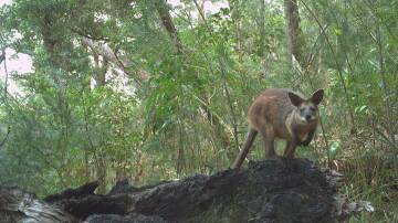 A wallaby caught by motion detector cameras at a watering station. Picture supplied.