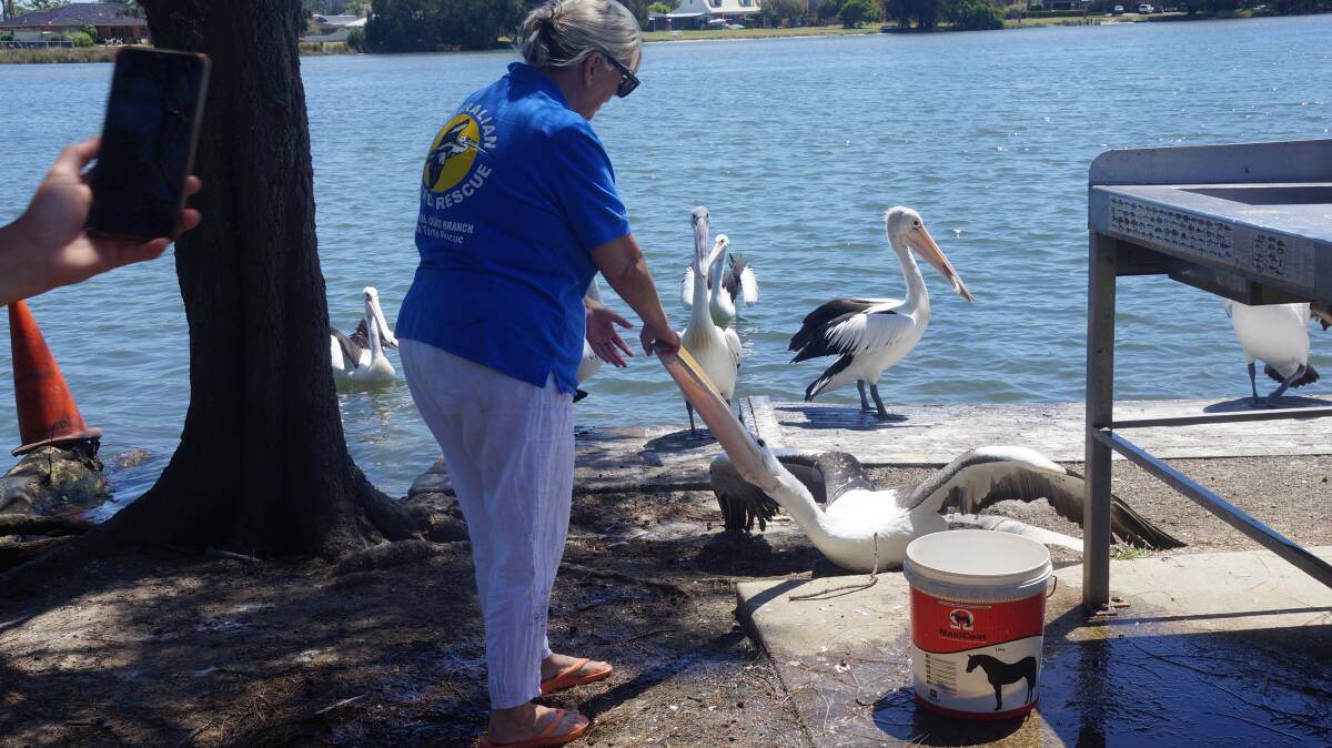 Cathy Gilmore from Australian Seabird Rescue on the Central Coast led the FAWNA training session. Picture: supplied