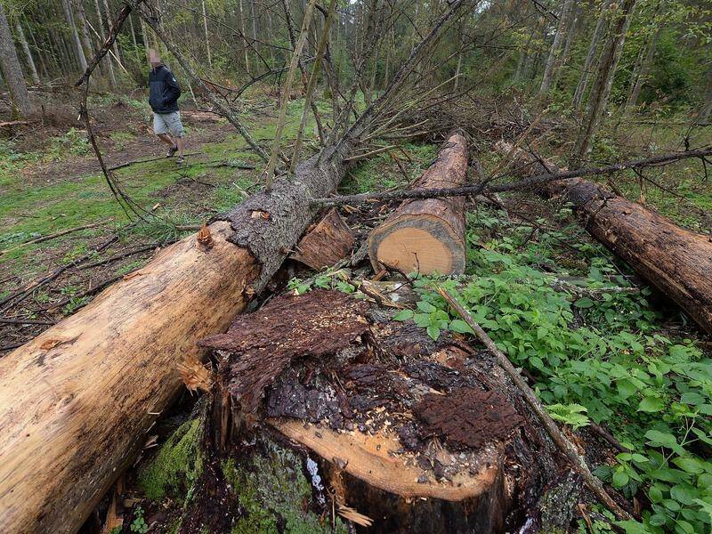 Poland's logging of the protected Bialowieza forest has been ruled a breach of EU law.