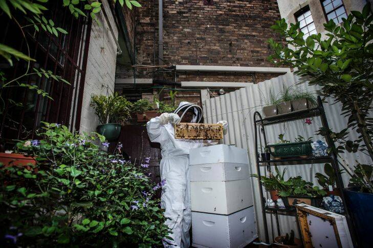 Urban bee keeper Ling Yoong with her bees in her small backyard in Millers Point, Sydney
12th January 2018.
Photo: Steven Siewert .