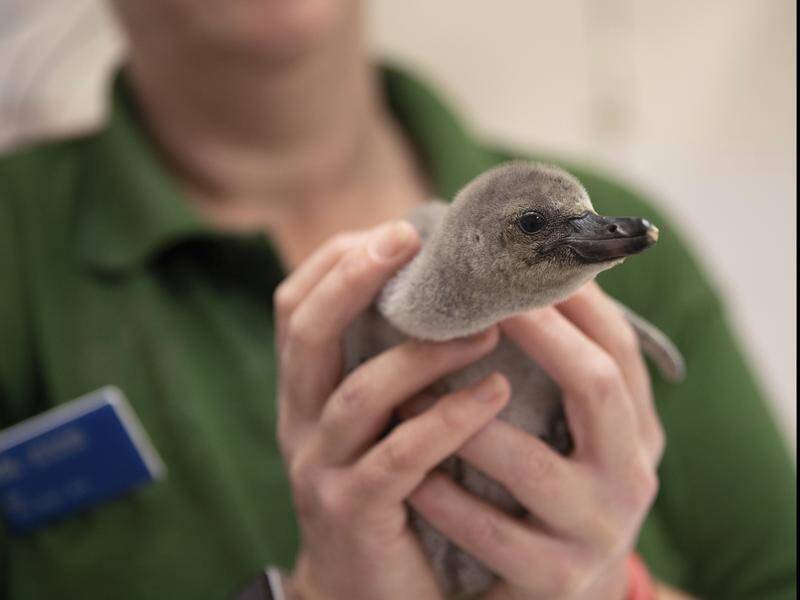 Rainbow the Humboldt penguin chick is thriving in London Zoo after her parents broke her egg.