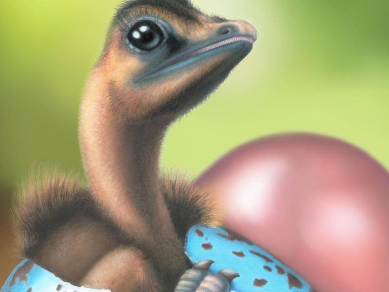 The coloured eggs of birds have evolved from dinosaur eggs, scientists have found.