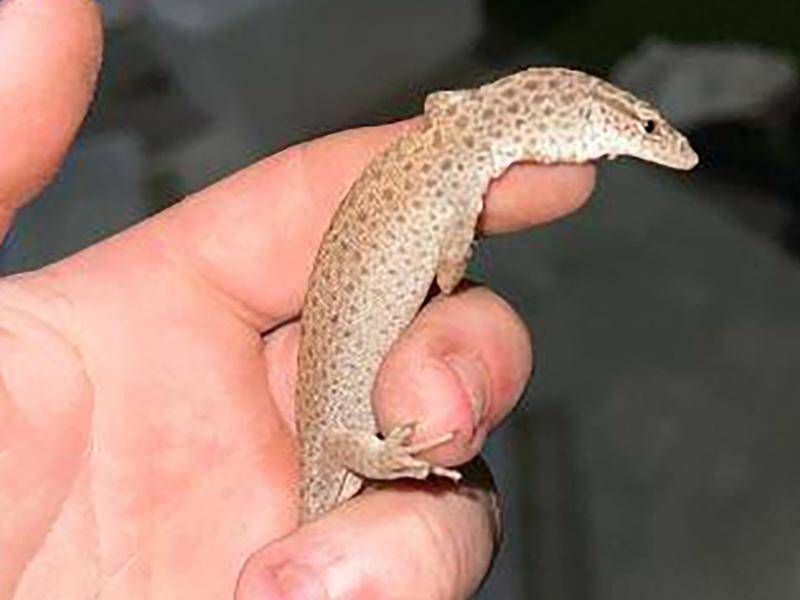 Police allege the criminal group was catching native Australian reptiles for export to Hong Kong. (HANDOUT/NSW POLICE)