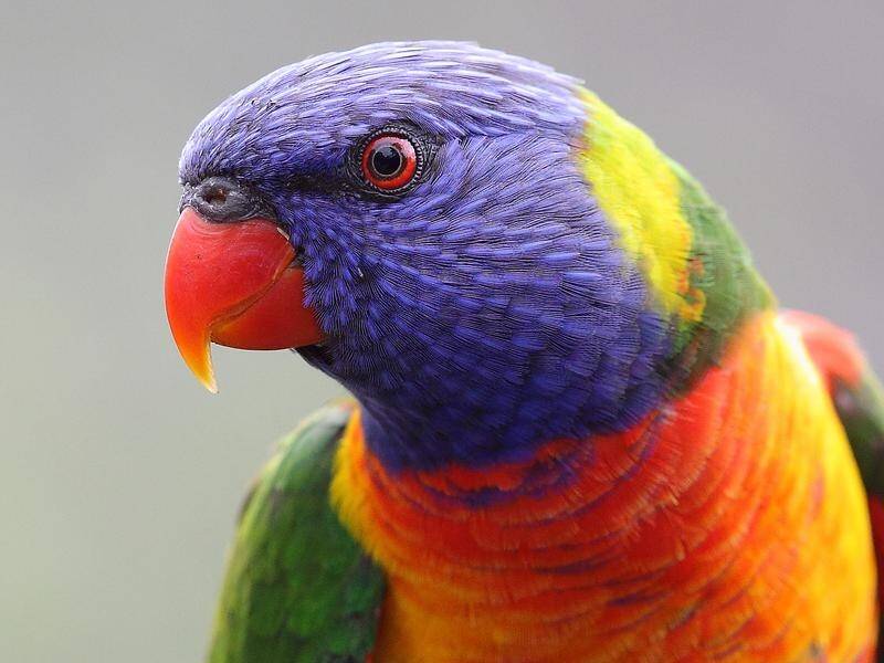 Two magpies and a rainbow lorikeet were found in Brenda Marney's home.