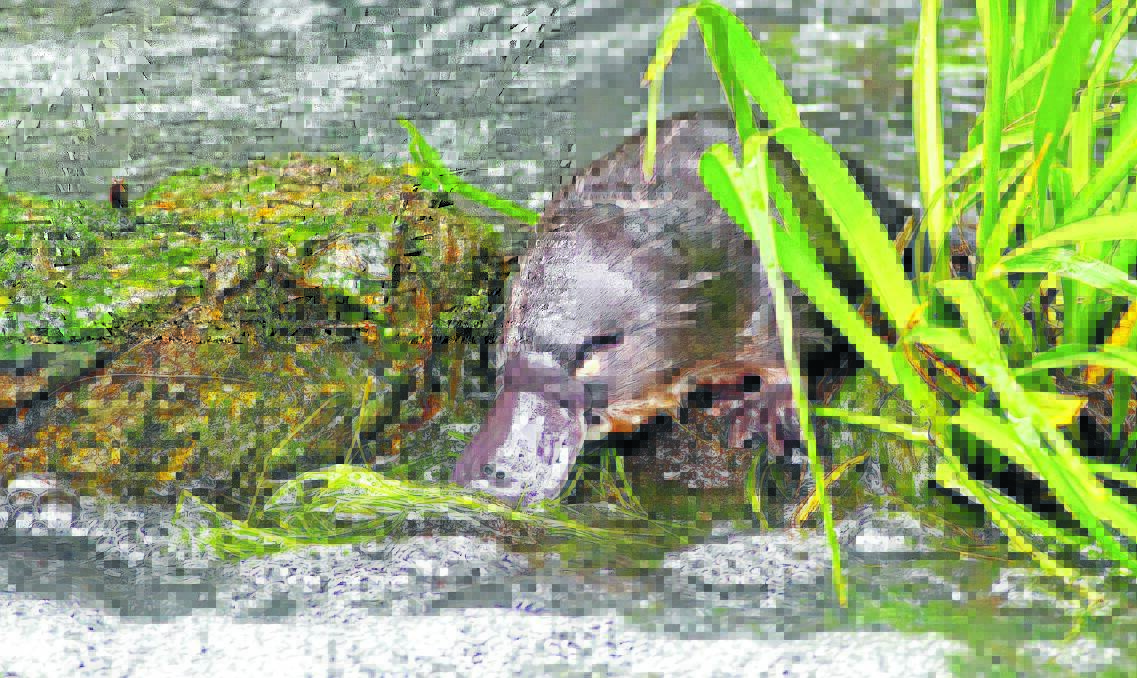 Platypus are a sign of a healthy river system. Photo by Scott McAdam
