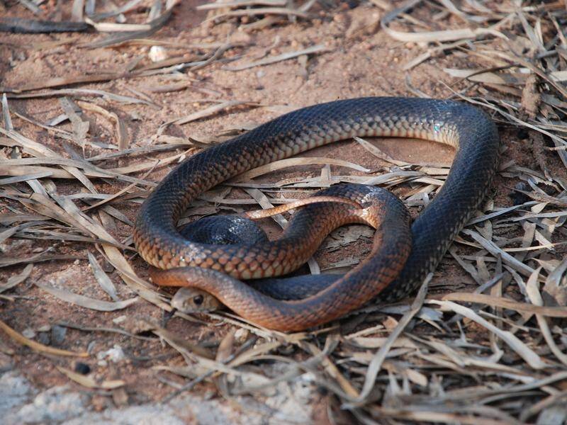 NSW experts have warned residents about an early snake season after recent wet and warm conditions.