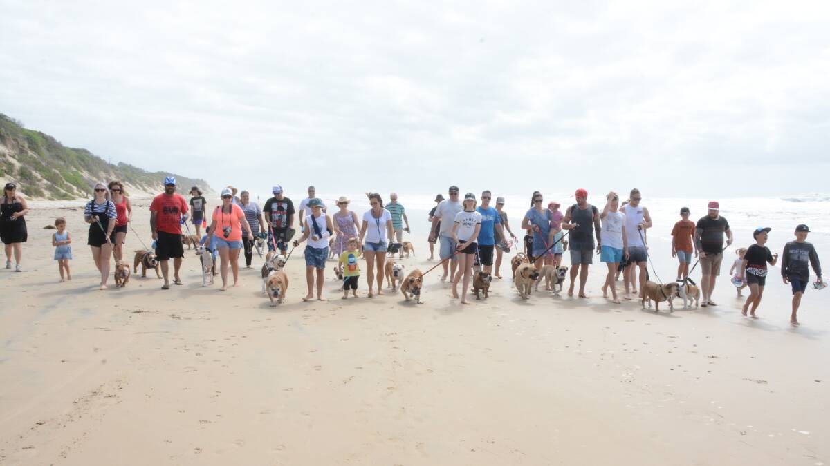 Furry friends: At the last Bullie Walk on Old Bar Beach over 20 bulldogs attended. Photo credit: Scott Calvin. 