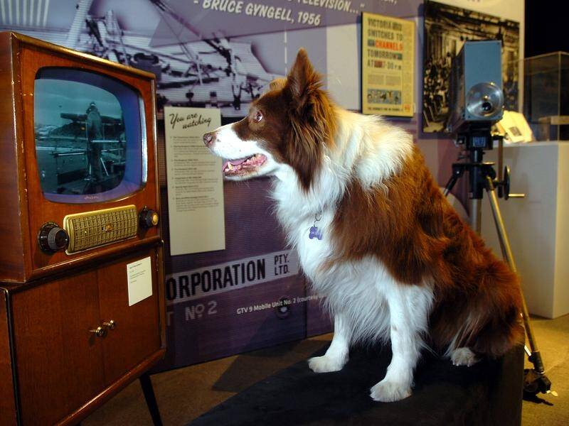 Toby the "Wonder Dog" admires the memorabilia at the Australian Centre for the Moving Image.