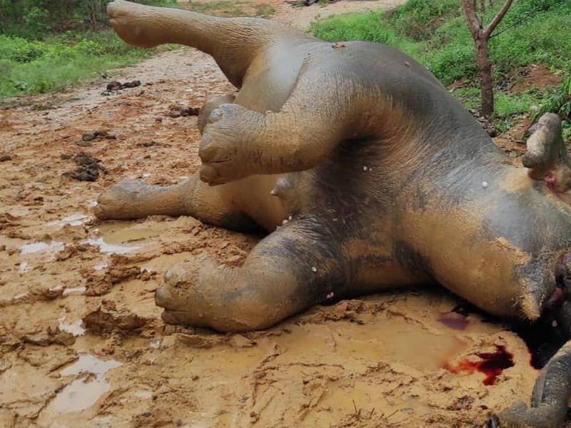 A Sumatran elephant found dead near a palm plantation was most likely poisoned, officials say.