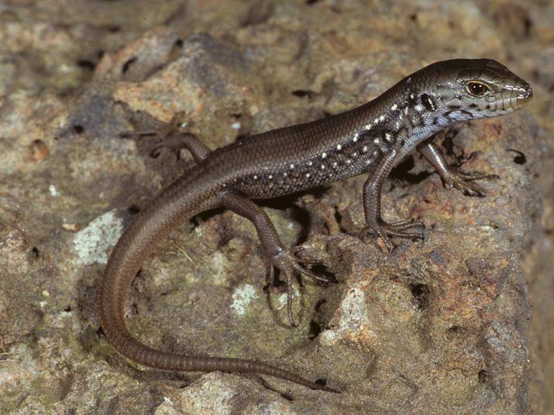 The mountain skink has just been added to the nation's growing list of threatened species. (PR HANDOUT IMAGE PHOTO)