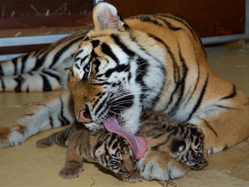 Adira and her two tiger cub brothers, now five weeks old, at Dreamworld on the Gold Coast.